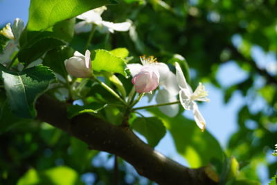 Close-up of flowering plant