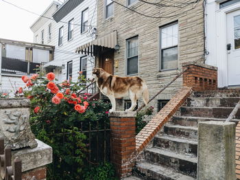 Dog standing by building