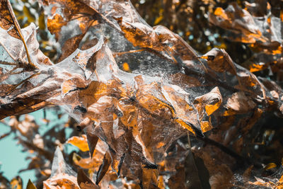 Close-up of maple leaves on tree trunk