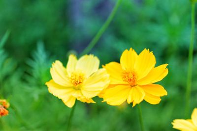 Close-up of yellow flowering plant