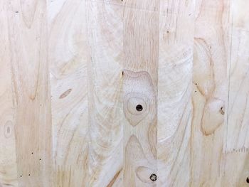 Close-up of white lizard on wood