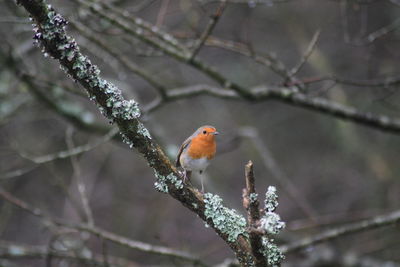 Bird perching on branch