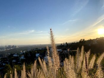 Panoramic shot of trees on field against sky at sunset