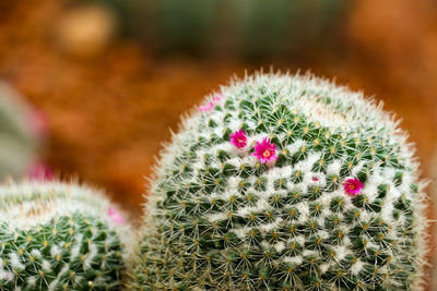 Close-up of cactus plant