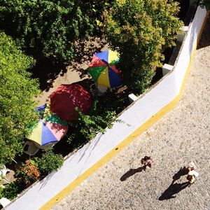Trees growing in sunlight