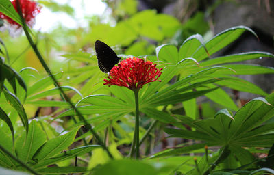 Close-up of butterfly on plant