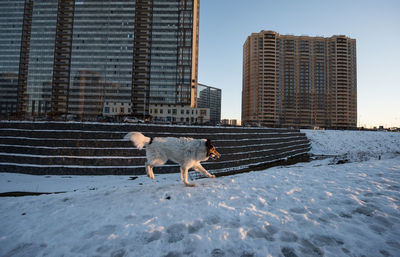 Dogs on snow covered field