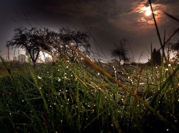 Close-up of grass against sky during sunset