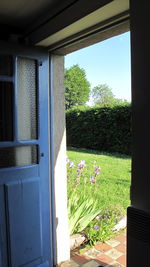 Plants growing through window
