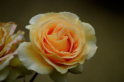 Close-up of rose against black background