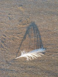 High angle view of feather on sand