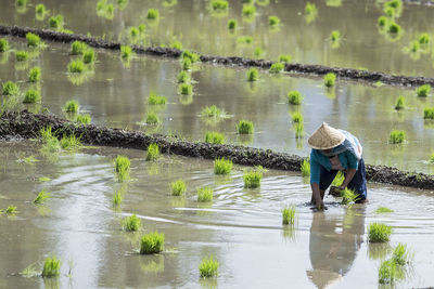 Farmer planting rice at farm