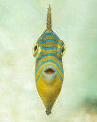 Balistes vetula, juvenile queen triggerfish