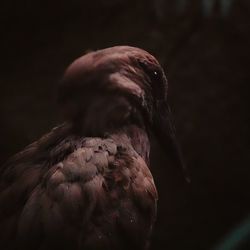 Close-up of eagle