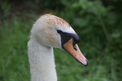 Close-up of swan