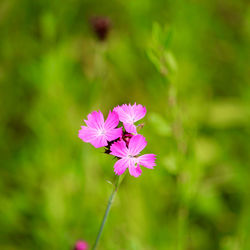 Close-up of purple flowering plant