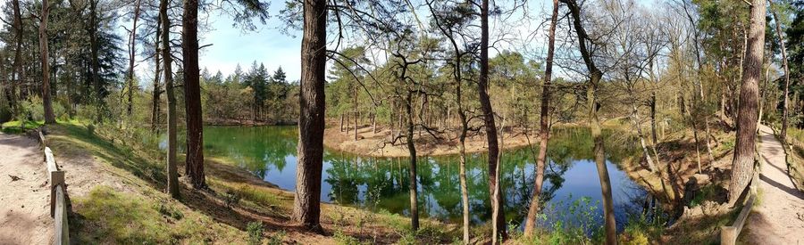 Panoramic shot of trees in forest