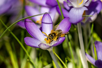 Bee at crocus