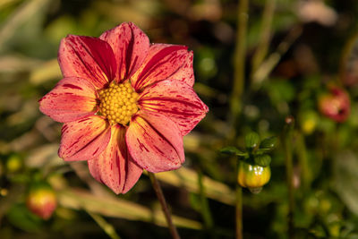 Close-up of pink flower