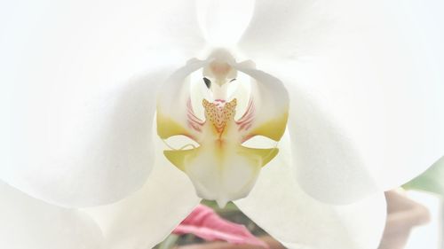 Close-up of orchid