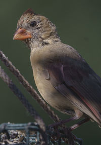 Close-up of bird