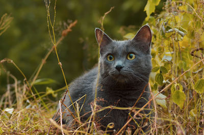 Portrait of cat on field