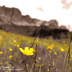 Close-up of yellow flowering plant