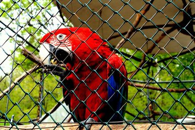 Close-up of bird in cage seen through chainlink fence