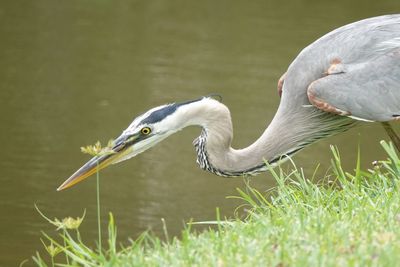 View of a bird in lake