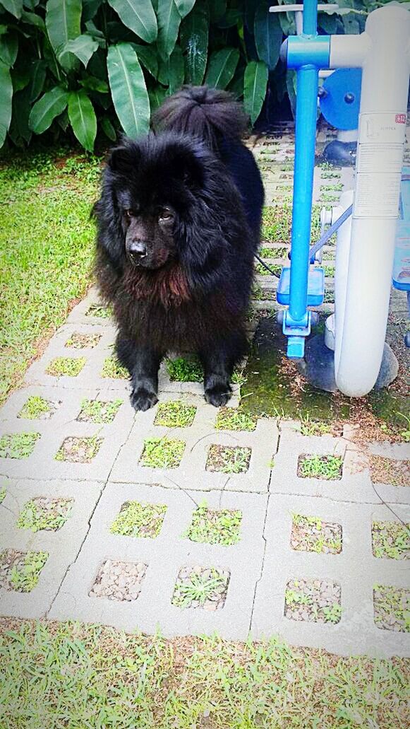 VIEW OF DOG ON FOOTPATH