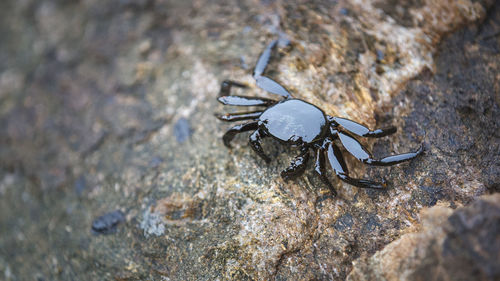 High angle view of spider on rock