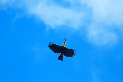 Low angle view of bird flying against blue sky