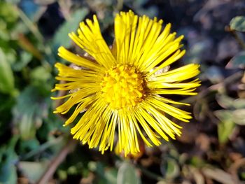 Close-up of yellow flower blooming outdoors