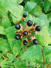 Close-up of black berries on plant