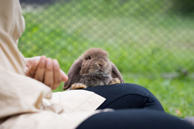 Cute rabbit eating pellet food from owner woman hand. hungry rabbit eating food in the meadow. 