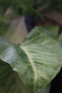 Close up of leaf