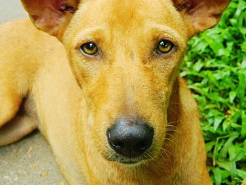 Close-up portrait of a dog