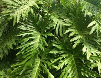 Full frame shot of fresh green plant