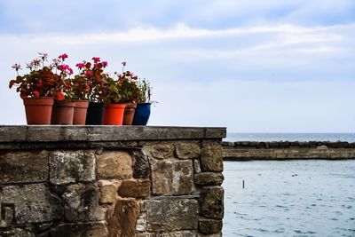 Potted plant by sea against sky