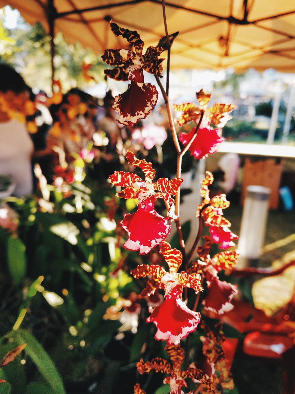 CLOSE-UP OF RED FLOWERS