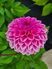 Close-up of pink dahlia flower