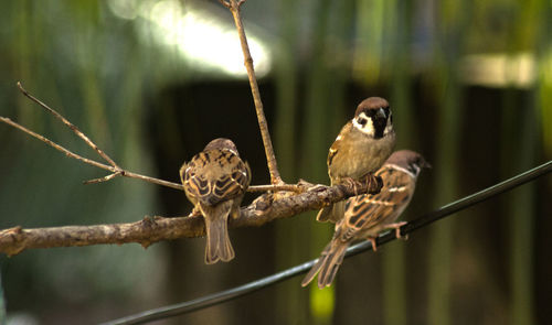 Close-up of birds perching on branch