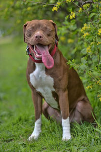 Dog on field