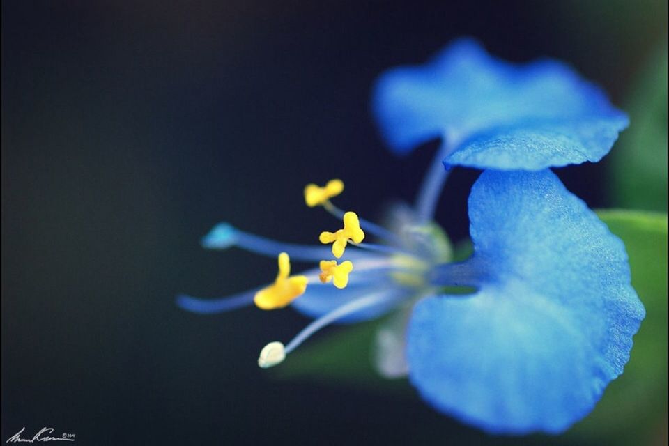 flower, petal, freshness, fragility, flower head, close-up, beauty in nature, growth, blooming, blue, nature, purple, plant, yellow, single flower, focus on foreground, selective focus, in bloom, no people, blossom