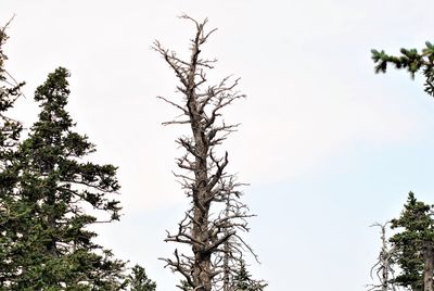 Low angle view of tree against sky