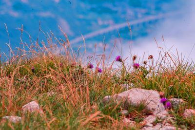 Close-up of pink crocus flowers on field