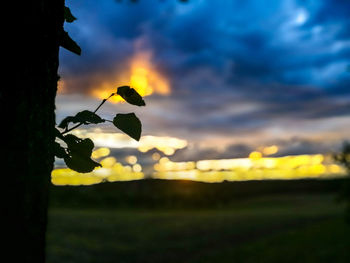 Silhouette of plant on field against cloudy sky during sunset