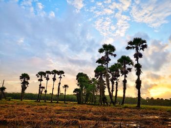 Trees on field against sky