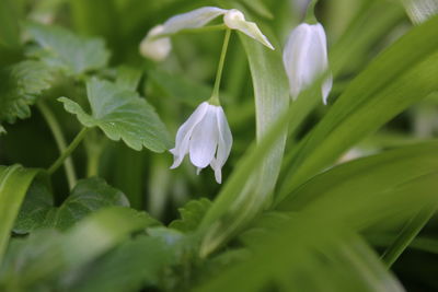 Close-up of purple flowers