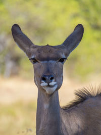 Close-up portrait of giraffe